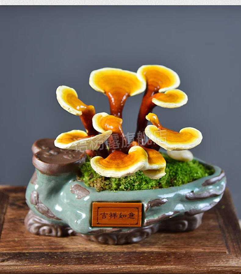 野生灵芝盆栽 灵芝盆栽活体赤灵芝盆景室内客厅办公室耐阴观赏植物