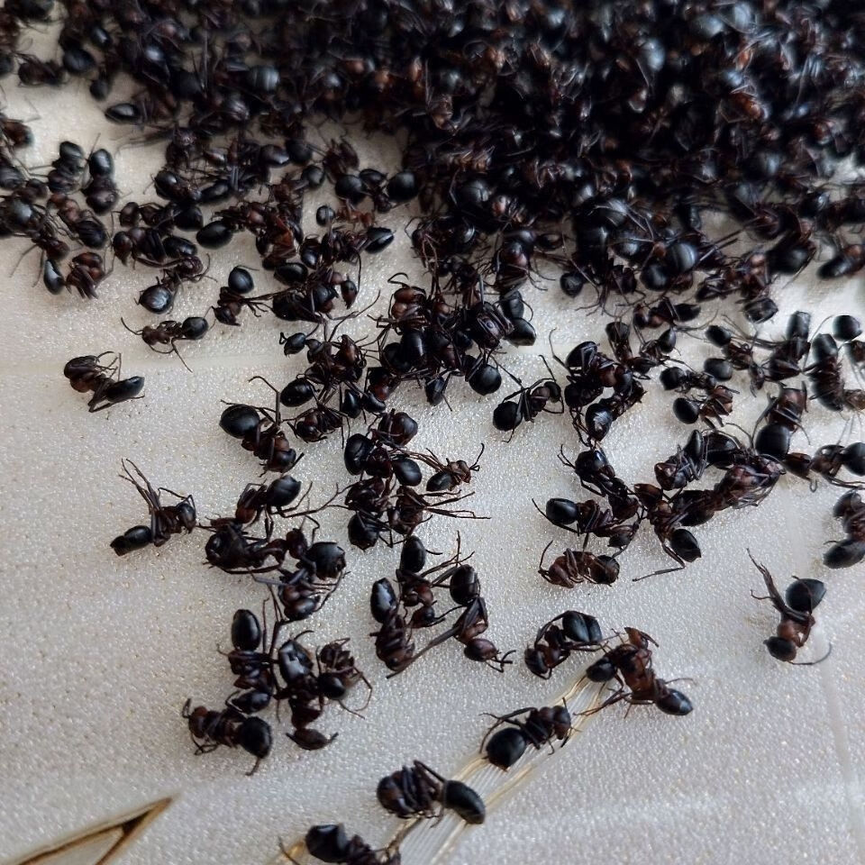 黑蚂蚁的功效与作用图片
