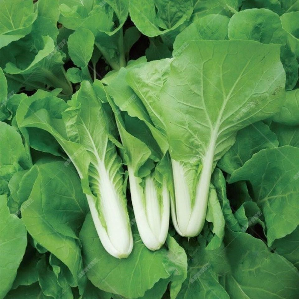 山东新鲜蔬菜沙拉菜叶菜类小青菜四季快菜小白菜装3斤