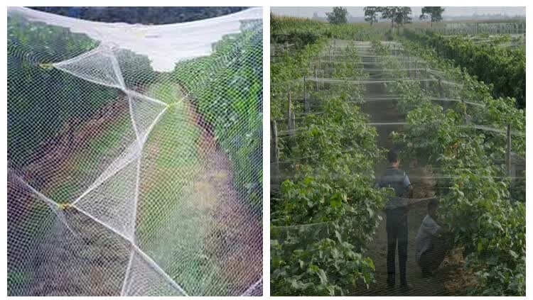 磐阙果树防鸟罩果园天网大棚防护果树樱桃葡萄罩树网鱼塘稻谷阳台尼龙