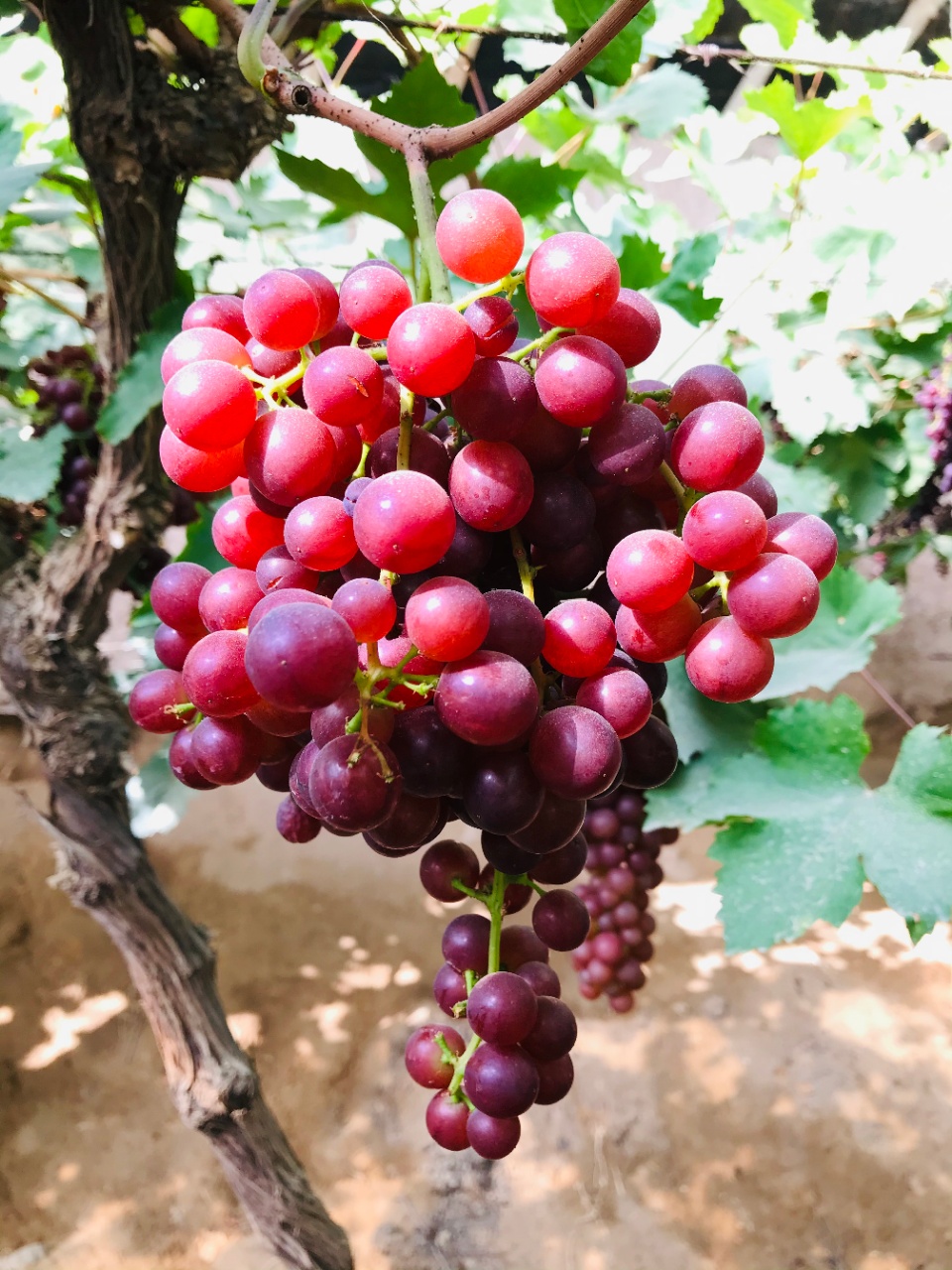 新疆吐鲁番玻璃翠葡萄净重4斤顺丰 提子新鲜无籽无核白现摘 4斤无核白