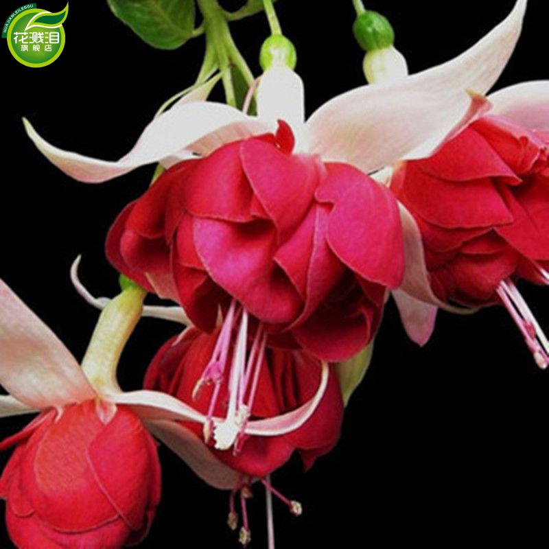 倒挂金钟花苗灯笼花盆栽花卉海棠室内外阳台吊兰净化空气四季开花