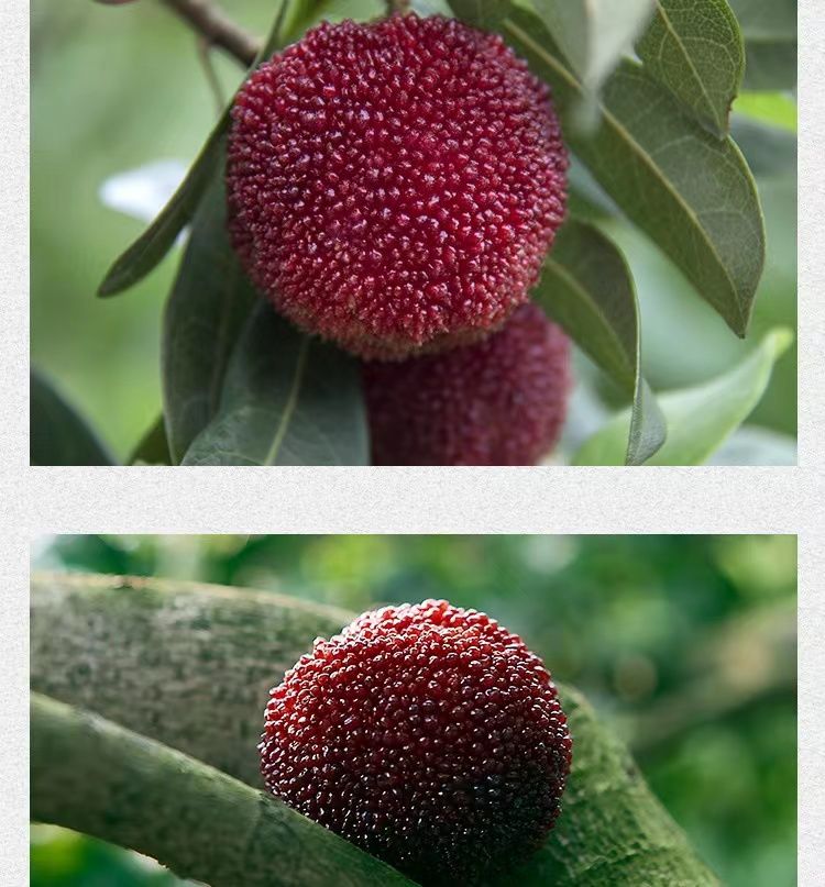 更多参数>>原产地:浙江国产/进口:国产包装形式:礼盒装品种:东魁商品