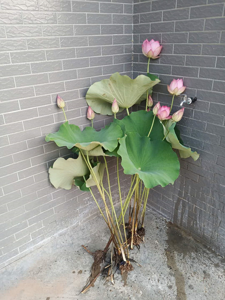 上新荷花苞现采带莲杆新鲜莲花花骨朵用泡茶供佛观赏真鲜花莲蓬花新品