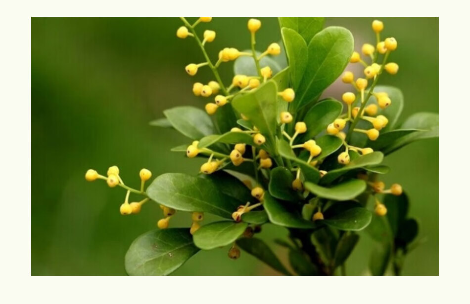 米兰花香味香水原味还原持久淡花香学生少女米仔兰清新型原创小众原味