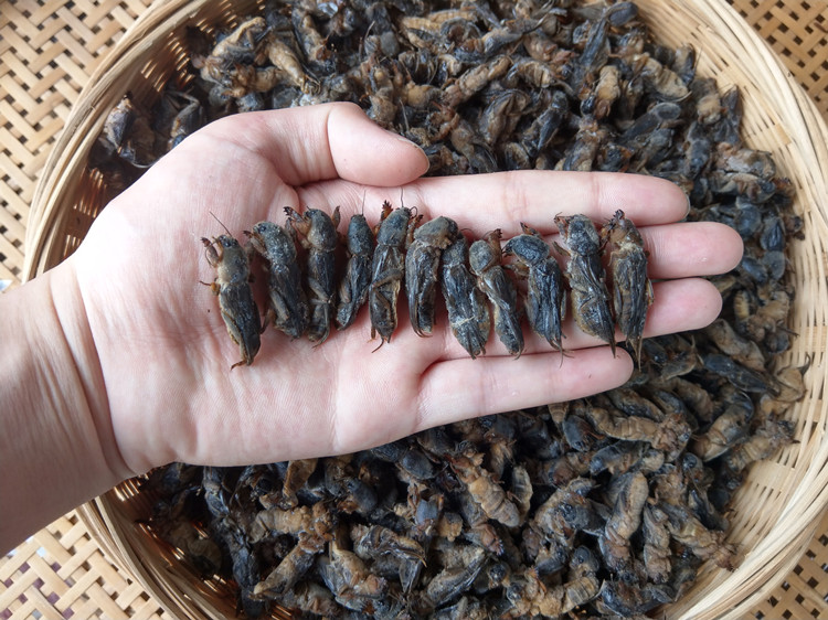1斤新鲜速冻精选蝼蛄蝲蝲蛄土狗土狗仔食用昆虫 仔食用昆虫【图片