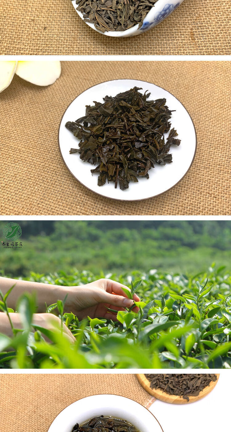 高山炒茶揭阳大洋炒茶芯中火轻香型浓香型茶潮汕茶叶绿茶袋装500g 超