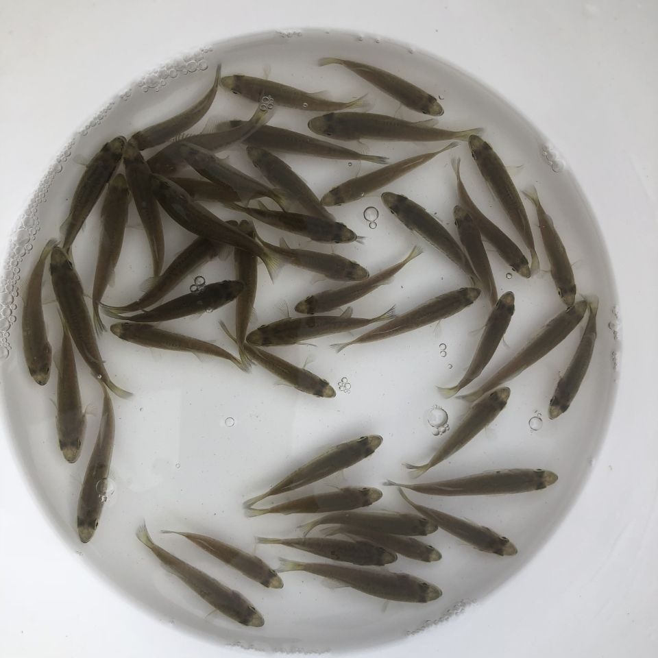 攀鱸魚過山鯽梅花龜殼家養魚淡水魚觀賞魚耐活中型加州鱸魚苗養殖18