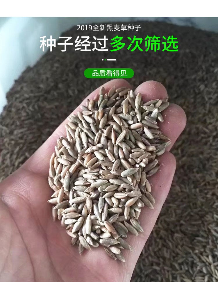 高产多年生新 黑麦草种子1斤装【图片 价格 品牌 报价】-京东