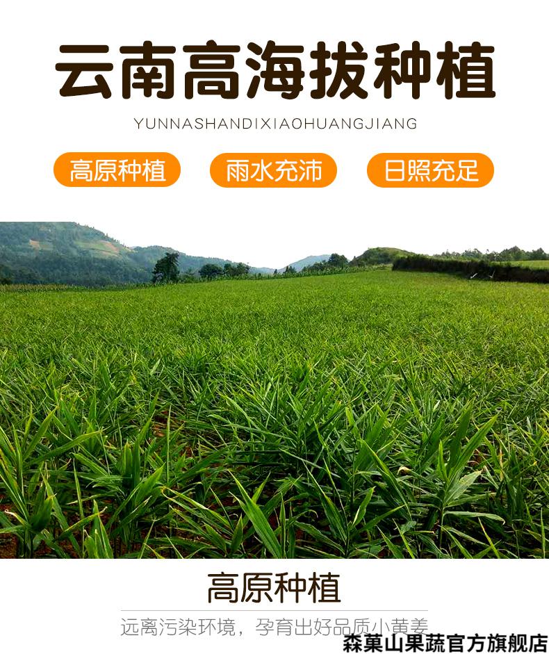 云南小黄姜老姜云南特产现挖农家种植沙姜月子姜整箱1500g