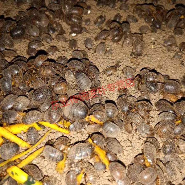 活土元活体土元地鳖虫中药原材料土鳖虫垂钓地乌龟土元活体500g康中尊