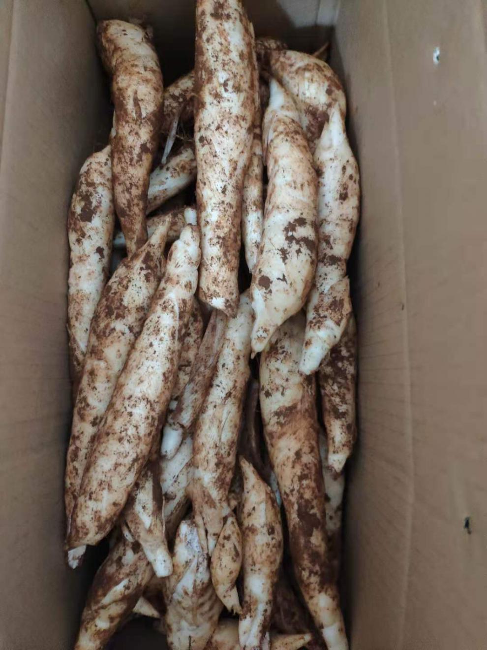 海南新鲜竹薯冬薯农家竹芋苓薯竹根薯煲汤食材现挖发货全国广纳力驰 2