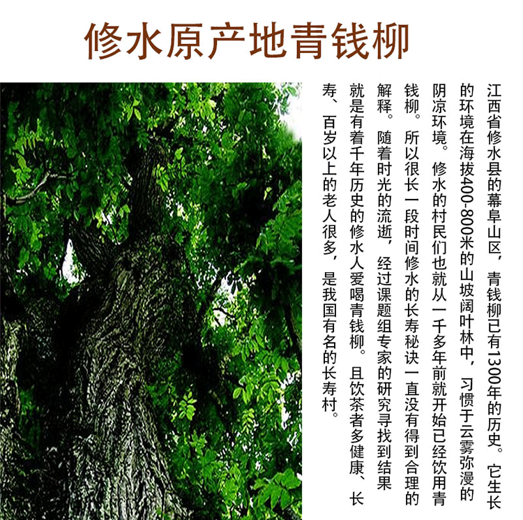 江西修水青钱柳原叶茶野生青钱柳茶古树清金钱柳茶叶750克一斤半赠杯
