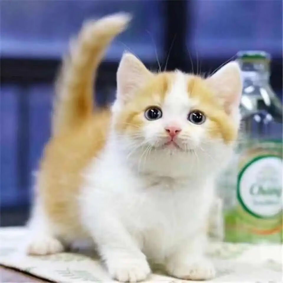 中华田园猫橘猫幼崽狸花猫幼猫小桔猫白猫黑土猫小猫咪三花幼崽 狸花