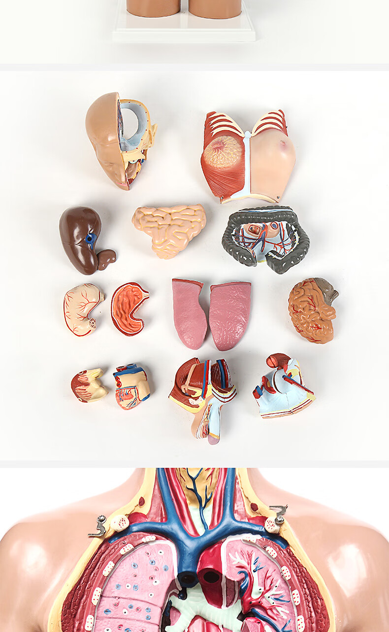 人体解剖模型可拆卸内脏器官结构全身教学仿真骨骼骨架 26cm无性带磁