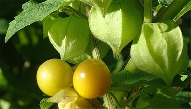 野生原味黄菇娘种子东北姑娘果酸甜浆果籽春夏秋阳台