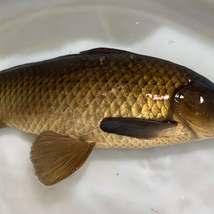 千岛湖鲫鱼正宗鲜活活体孕妇月子下奶炖汤儿童老人淡水鱼整条 2斤