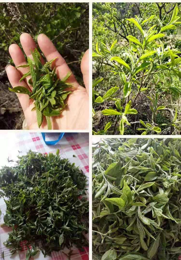 崂山野生绿茶 2021青岛绿茶 甘枣叶茶芊罗崂山道家仙茶 特级绿茶养生