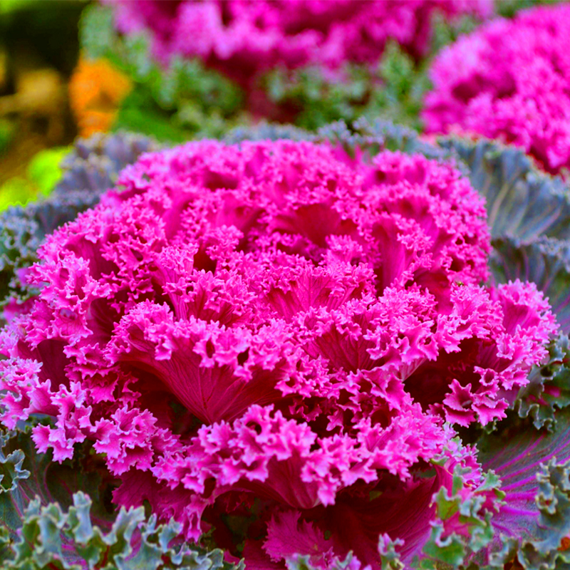 羽衣甘蓝秋冬季粉色白色甘蓝种子园林观赏食用阳台盆栽种子羽衣甘蓝