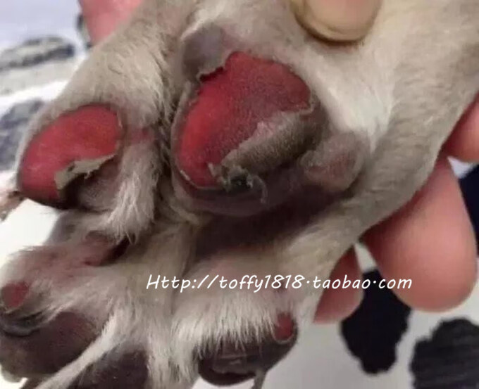 新型宠物狗凉鞋 beartoffypet宠物djj外出狗鞋子网眼透气防脏烫凉鞋不