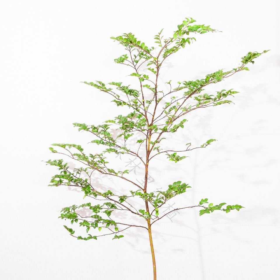 日本吊钟马醉木平替美男树切枝水培室内装饰网红小红书65cm长57cm高