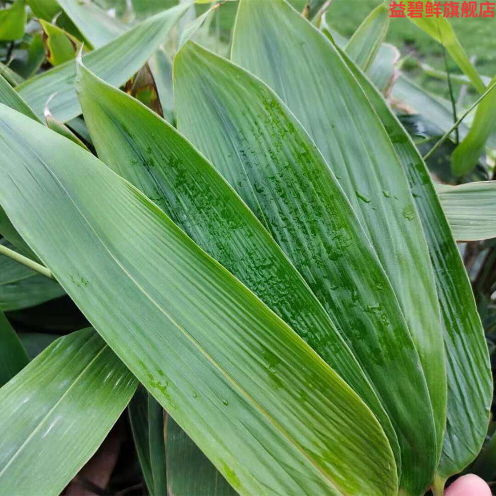 粽子叶叶新鲜大粽叶包粽子材料天然野生大粽叶真空包装200片曾绳真空