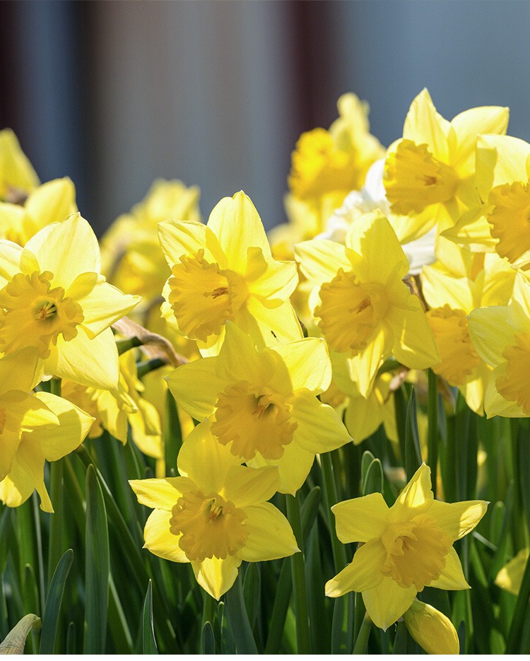 神禾复瓣水仙花种子种球室内盆栽洋水仙荷兰船长种球1个