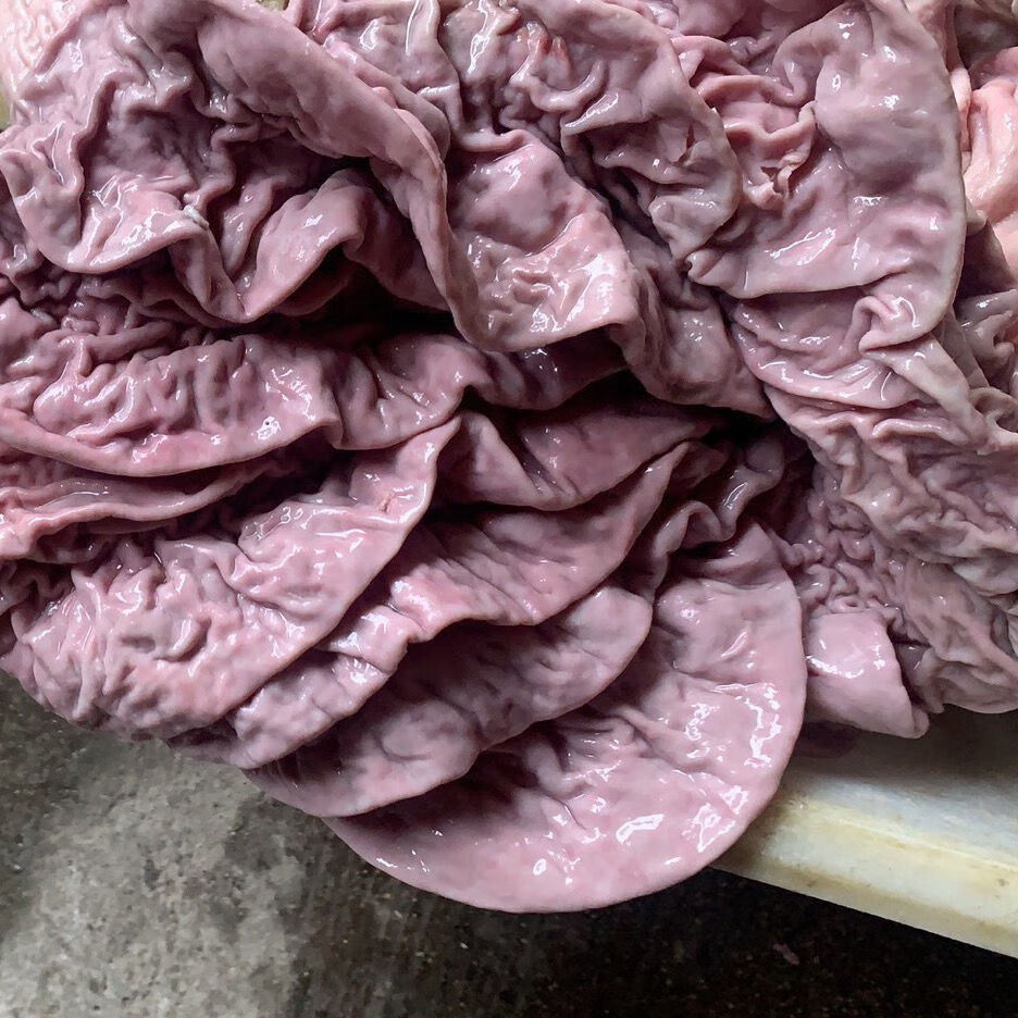 【好货严选】新鲜半熟牛伞肚牛散带牛副肚牛小肚牛碗口大肠头2斤 2斤