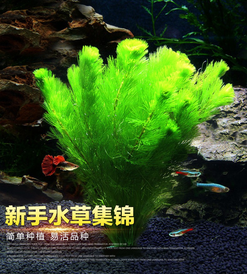 魚缸造景套餐陰性水榕沉木活體真水草淡水無土植物增氧趴地矮珍珠國王