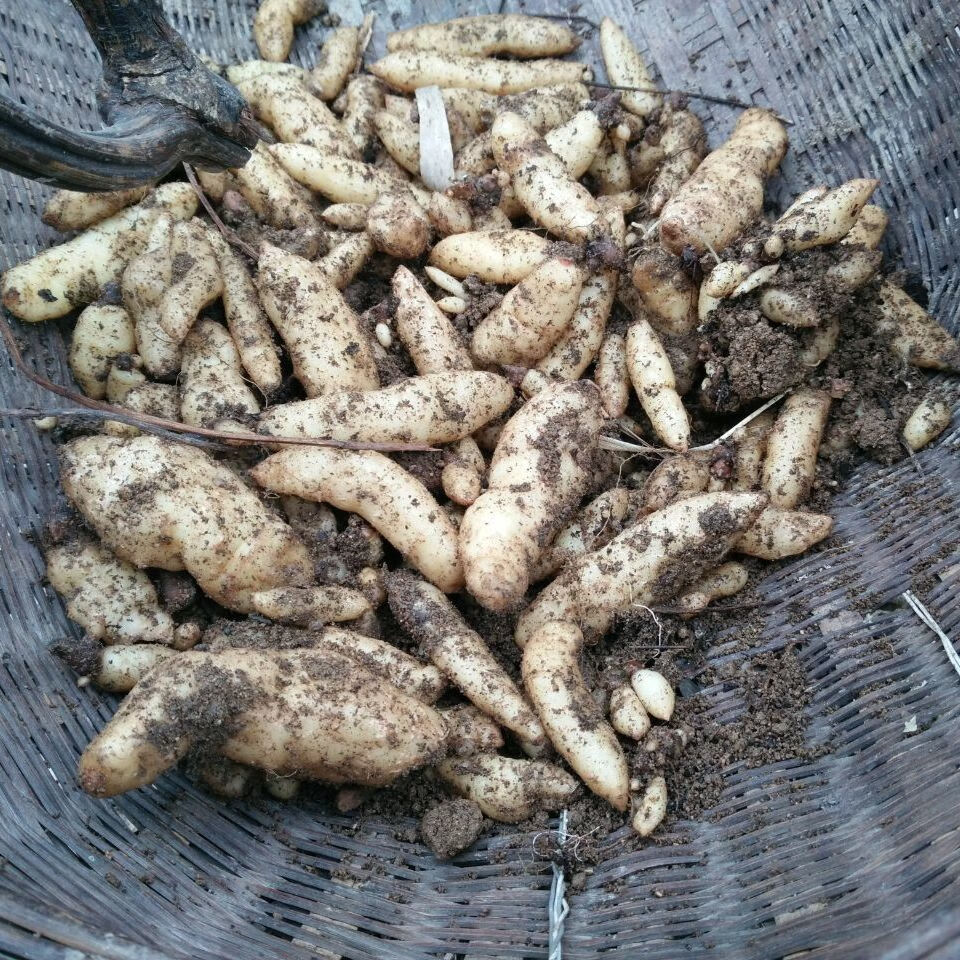 soumiety蜜环菌种1代天麻种子/1代天麻种/朔果套餐/花粉果子/蜜环菌