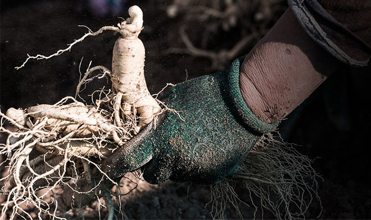 觅阳参雄茬觅阳参觅阳参大颗官方吉林长白山觅阳叁防伪 50克切片