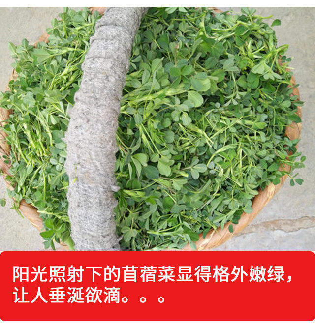 陝西秦嶺新鮮苜蓿菜頭茬苜蓿芽野菜蔬菜嫩苜蓿草頭現採現發2斤冰鮮