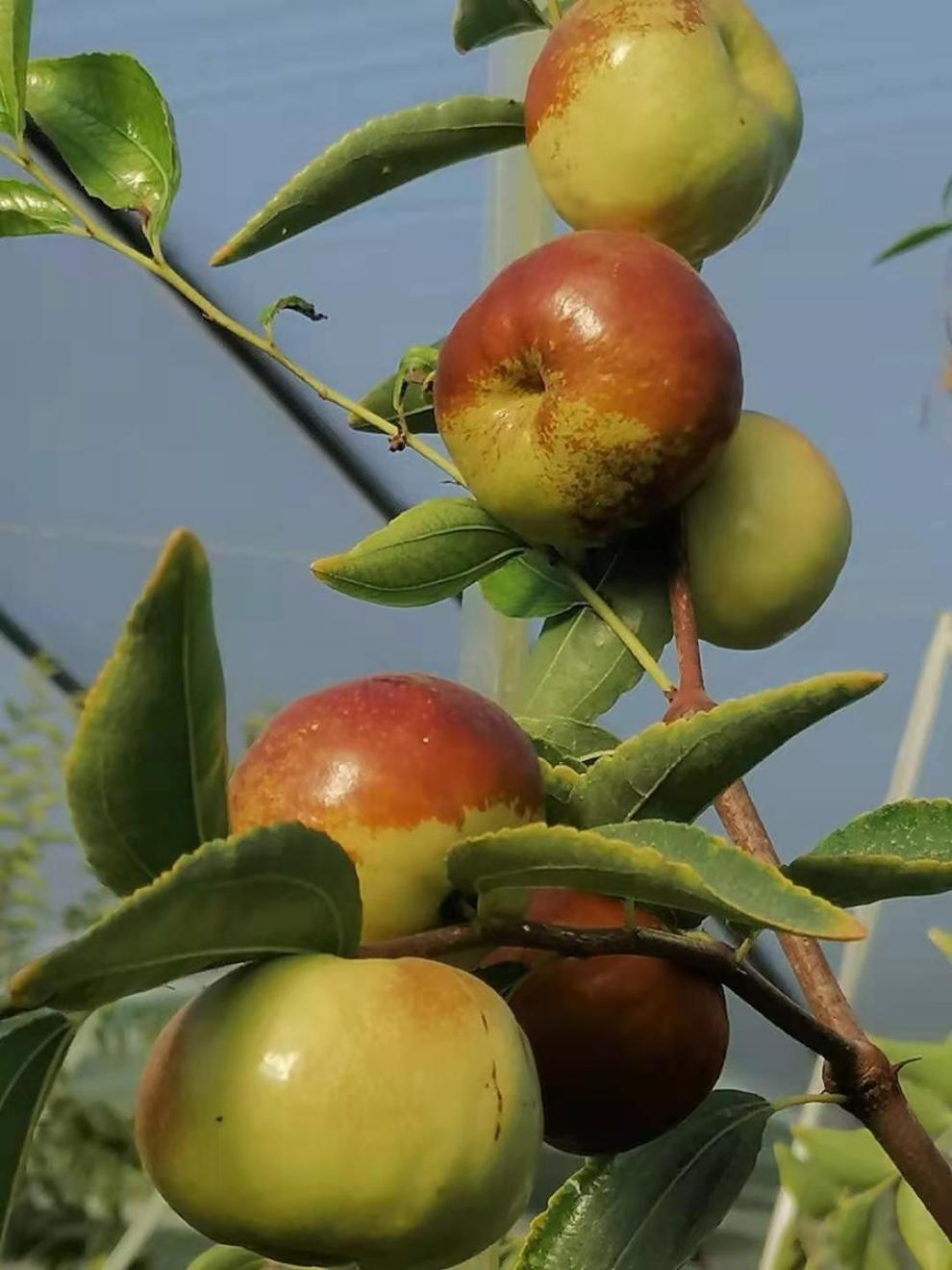 蟠枣新鲜脆甜水果现摘孕妇富硒好吃沾化冬枣三代原产地 特级五斤