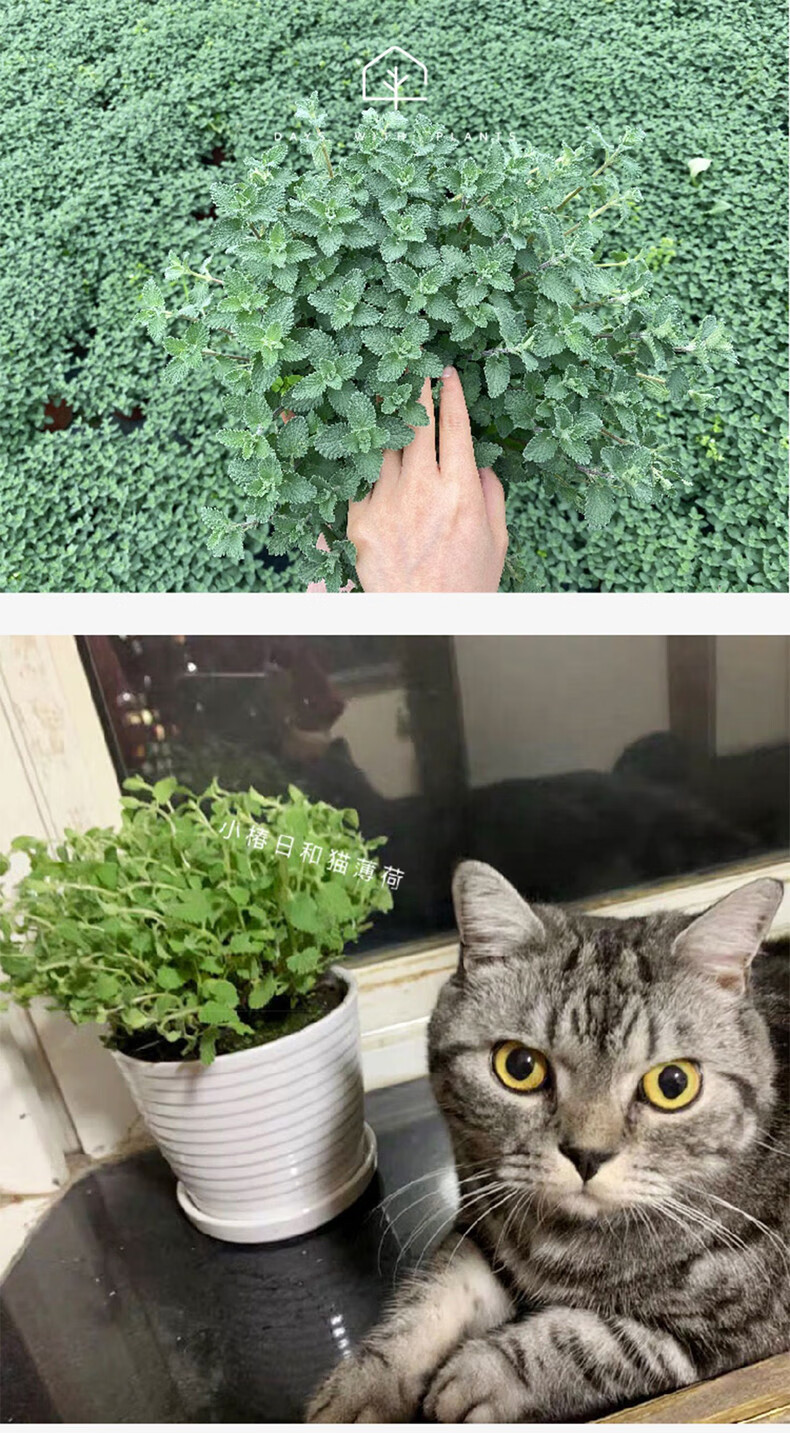 猫薄荷盆栽猫薄荷草猫咪零食猫猫幼猫天然猫草盆已种好可食用 6个月
