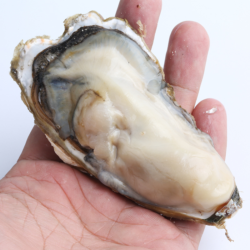 铭心鲜活大生蚝新鲜野生带壳牡蛎王大海蛎烧烤海鲜水产