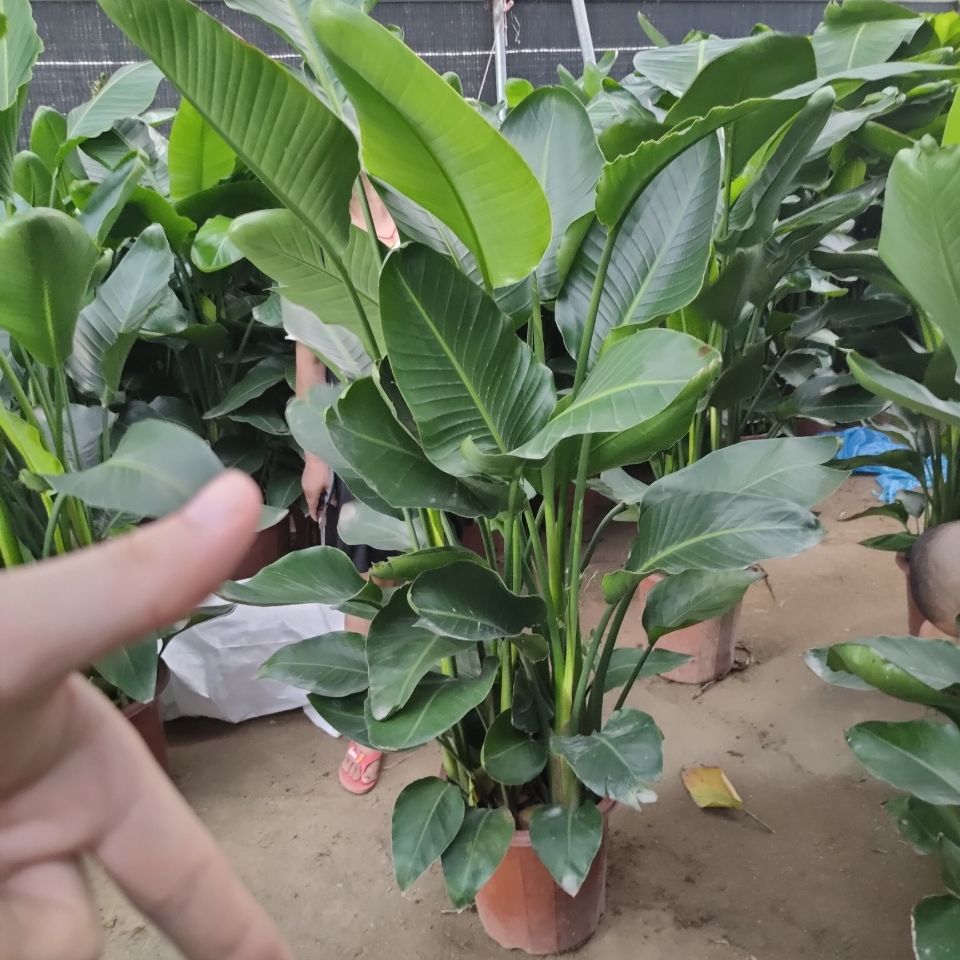 天堂鸟尼古拉鹤望兰净化空气吸甲醛四季常绿北欧网红大型室内绿植【2