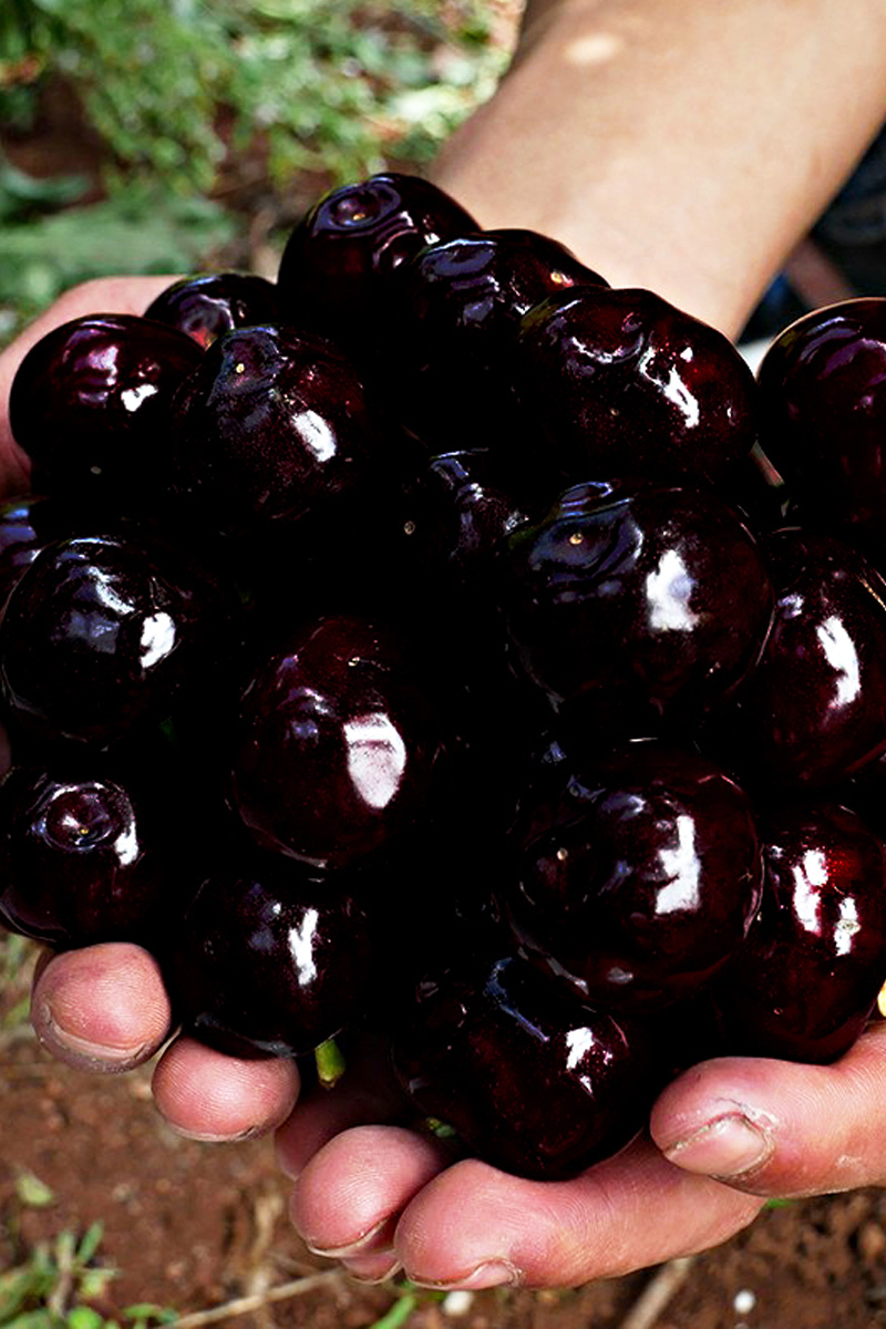 顺丰速运四川汉源车厘子黑珍珠国产车厘子特大果樱桃新鲜孕妇水果应当