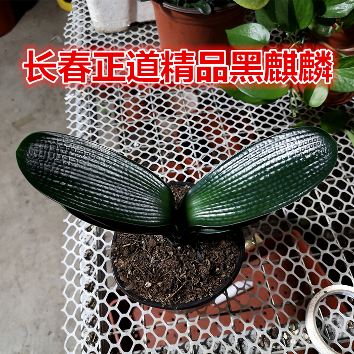 君子兰苗花魁黑麒麟宽短叶麻脸油匠立板圆头和尚花脸盆栽黑麒麟1叶苗