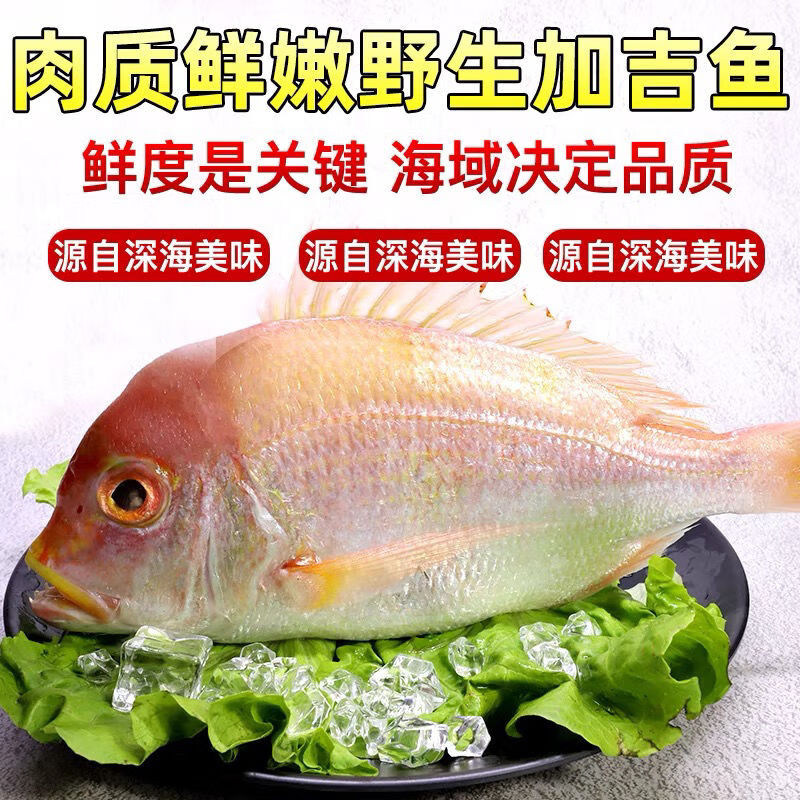 红棕鱼简介图片