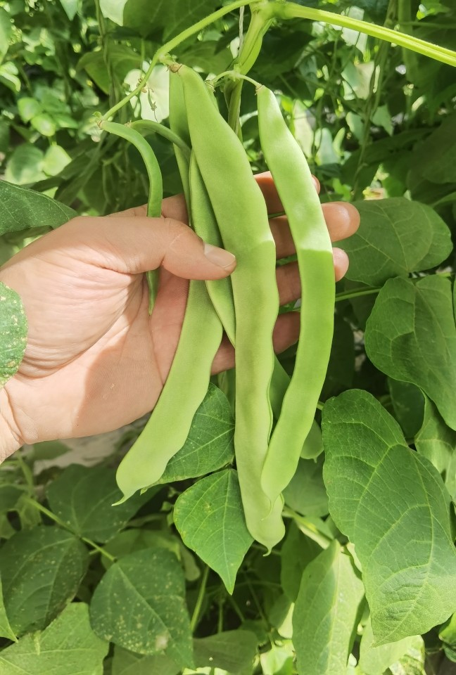 【京鲜达】新鲜扁豆角油豆角宽扁豆绿色蔬菜 5斤【图片 价格 品牌