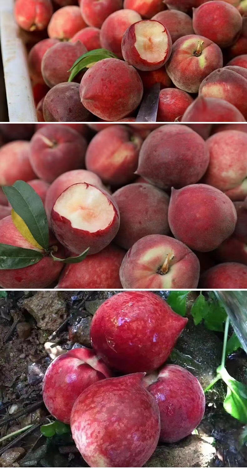 顺丰产地直发云南红宝石桃子脆甜毛桃新鲜应季水果鹰嘴桃黑美人水蜜桃