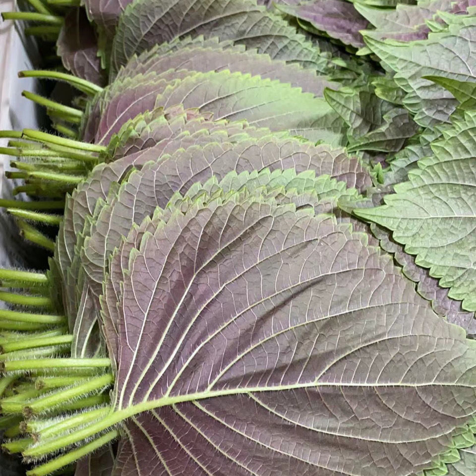 苏子叶新鲜蔬菜韩式烤肉料理农家包饭包肉当季叶菜可食用苏叶500g175