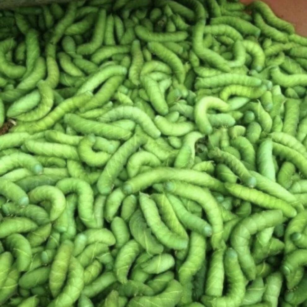 新鲜豆丹肉豆虫肉豆丹肉灌云豆丹虫豆丹灌云豆丹豆虫活体鲜擀营养 二