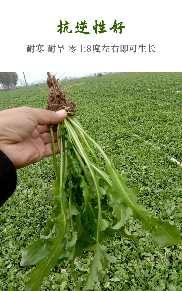四季阳台盆栽野菜野生大叶青菜农家蔬菜种籽孑荠荠菜种子50g散装种子