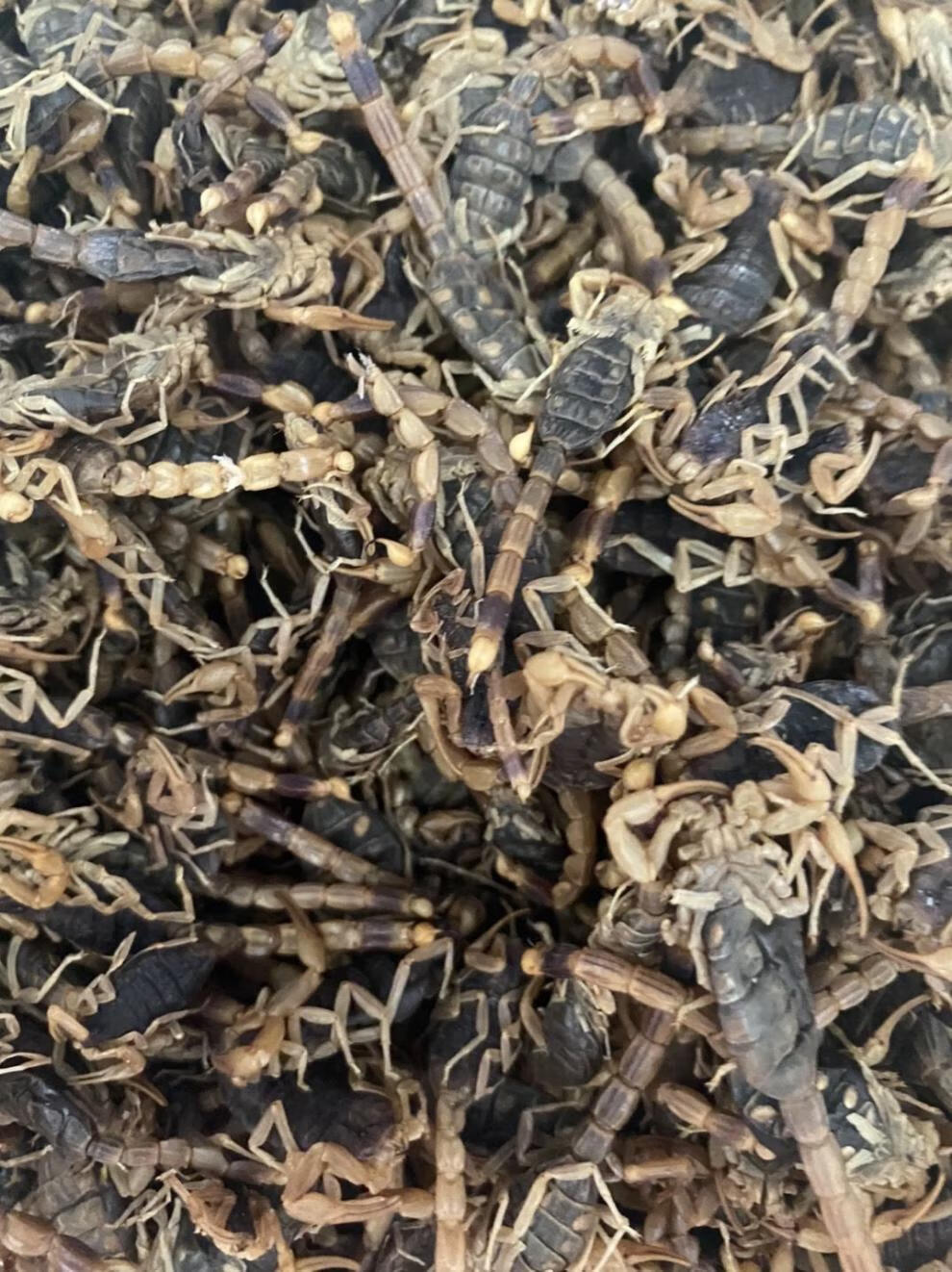 中药材全虫蝎子蝎子泡酒干度完整佳蜈蚣全虫粉20克