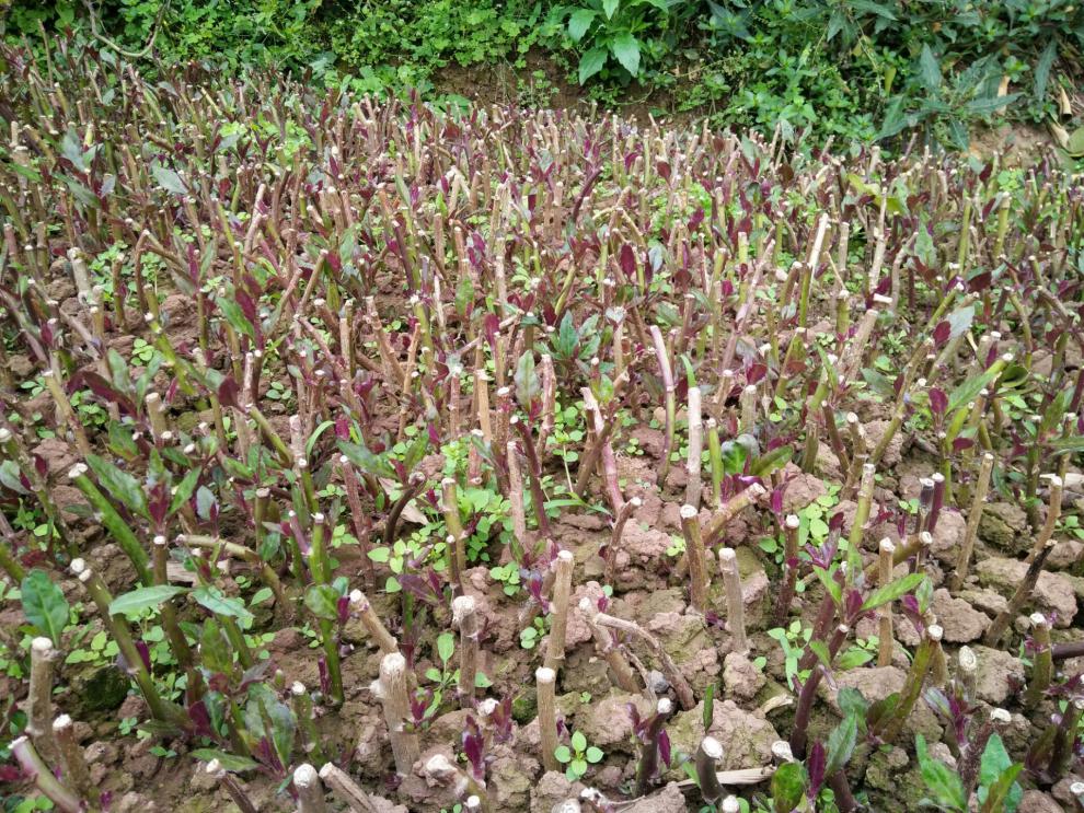 紫背菜種苗20株紫背天葵苗血皮菜蔬菜苗 皮菜蔬菜苗【圖片 價格 品牌