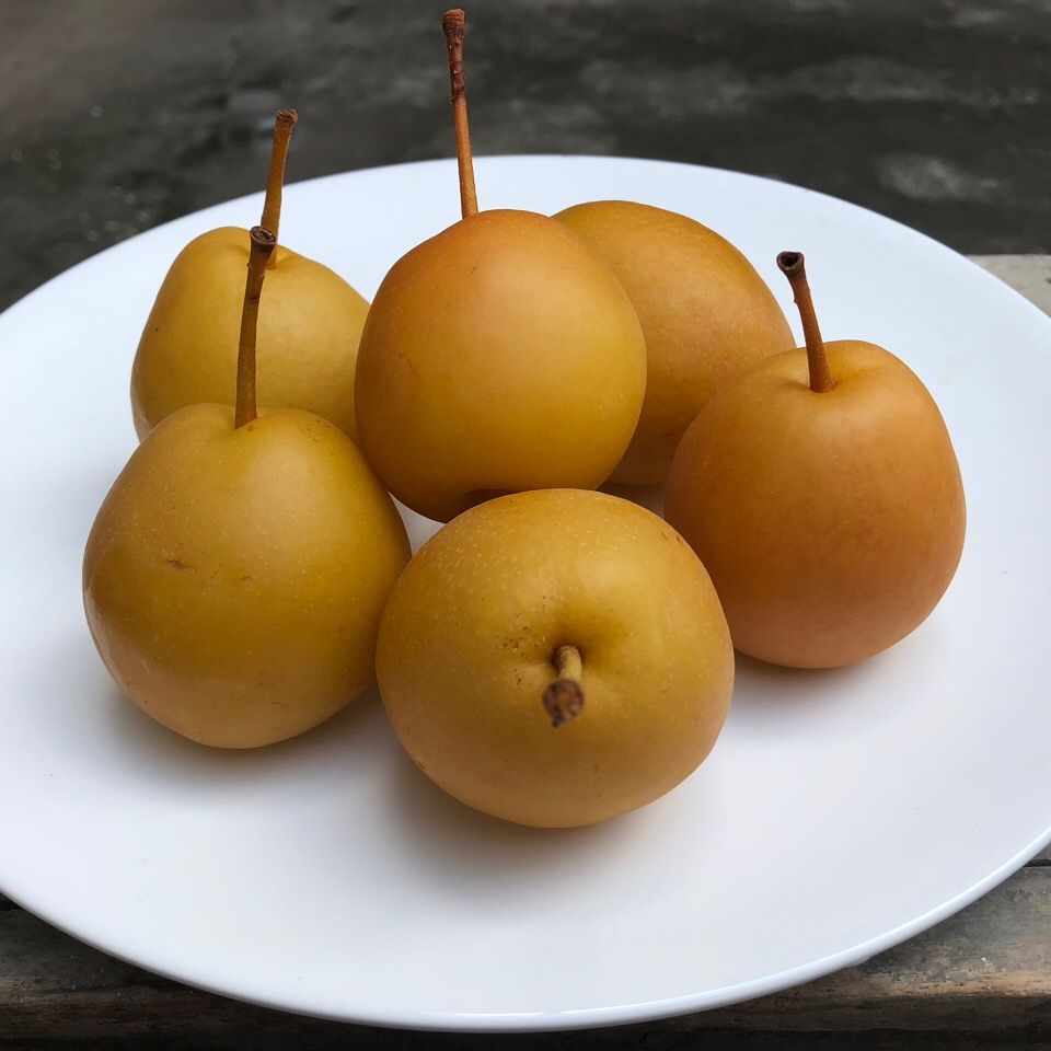 广西特产水泡梨沙梨腌梨新鲜水果加甘草腌制甜脆泡梨不辣沙梨500克x3