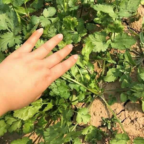 农家自种新鲜香菜现挖现发山东香菜调味菜火锅菜芫荽香菜时令蔬菜5斤