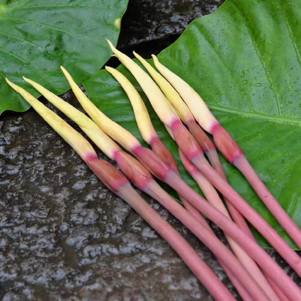 双11爆新款芋头花云南农家自种新鲜蔬菜紫色芋头花芋荷花本地小米辣