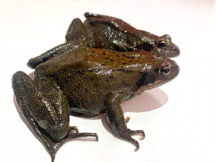 晨臻顺丰航空林蛙东北深山蛤蟆滋补母豹子新鲜哈什蚂二代蛙龙鱼食12–